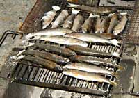 鮎の炭火焼き